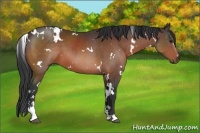 Horse Color:White Spotted Brown Sabino 