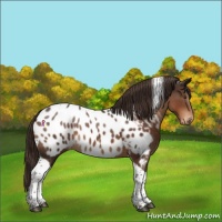 Horse Color:Liver Chestnut Tobiano Near Leopard Rabicano 