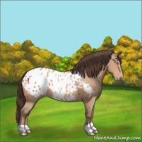 Horse Color:Amber Champagne Appaloosa 