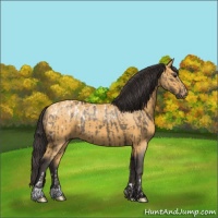 Horse Color:Smoky Grullo Appaloosa  and Buckskin 