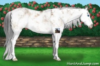 Horse Color:Bay Dun Sabino Splash