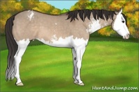 Horse Color:Brown Dun Sabino Splash Varnish