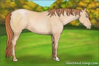 Horse Color:Buckskin Pearl Sabino