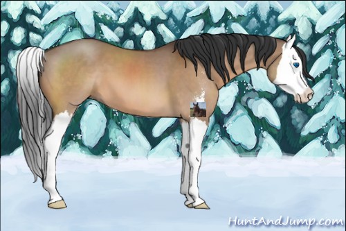 Horse Color:Brown Dun Sabino Splash 