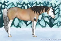 Horse Color:Brown Dun Sabino Splash