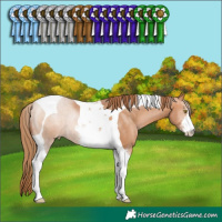 Horse Color:Brown Pearl Sabino Tobiano 