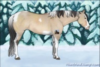 Horse Color:Bay Dun Sabino Splash Tobiano Rabicano