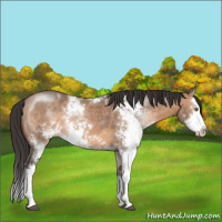 Horse Color:Brown Dun Sabino Splash 