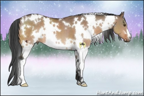 Horse Color:White Spotted Brown Dun 