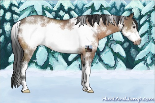 Horse Color:White Spotted Bay Dun Sabino Frame Rabicano 