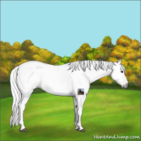 Horse Color:Gray Bay Rabicano