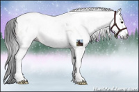 Horse Color:Gray White Spotted Bay Tobiano Appaloosa 