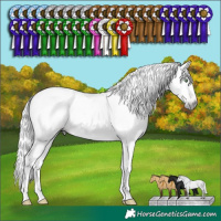 Horse Color:Gray Amber Champagne Dun Tobiano Appaloosa 