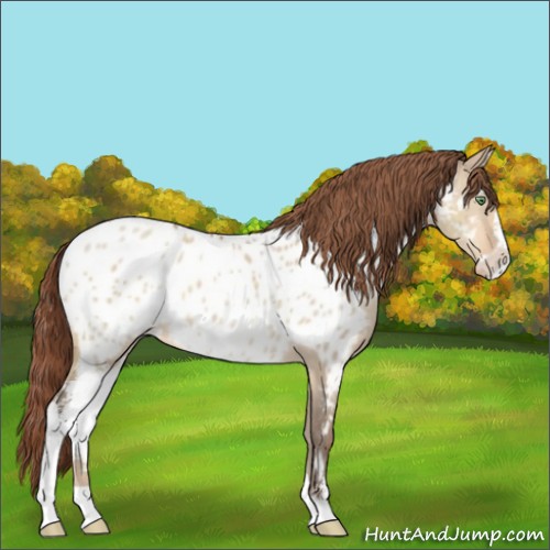 Horse Color:Amber Champagne Dun Sabino Appaloosa 