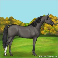 Horse Color:Grullo 