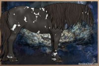 Horse Color:White Spotted Liver Chestnut 