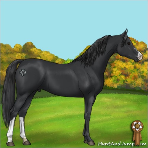 Horse Color:Black  and Black 
