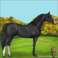 Horse Color:Black and Black