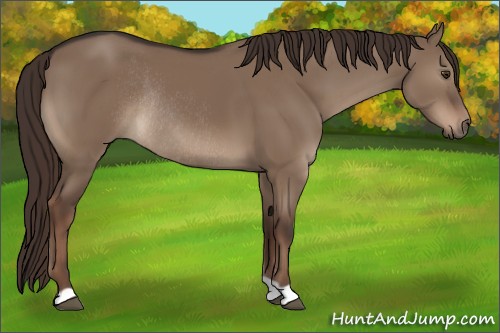 Horse Color:Liver Red Dun Rabicano
