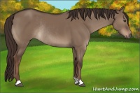 Horse Color:Liver Red Dun Rabicano 