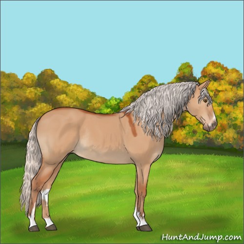 Horse Color:Silver Bay Dun Sabino Rabicano 