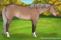 Horse Color:Silver Brown Dun