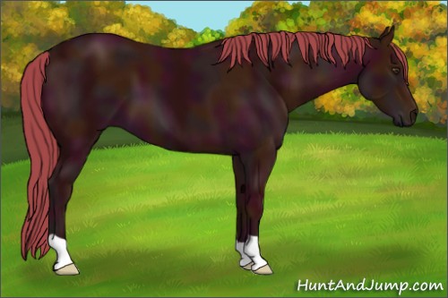 Horse Color:Watercolor Midnight Liver Chestnut 