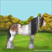 Horse Color:White Spotted Brown Sabino