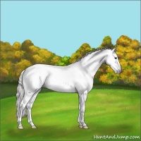 Horse Color:Gray White Spotted Silver Black Sabino Rabicano 