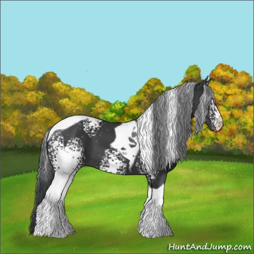 Horse Color:White Spotted Black Tobiano