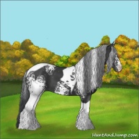 Horse Color:White Spotted Black Tobiano