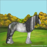 Horse Color:White Spotted Black Sabino 