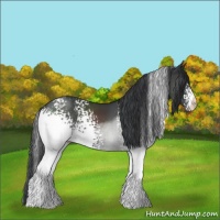 Horse Color:White Spotted Black 