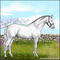 Horse Color:Gray Bay Tobiano Rabicano