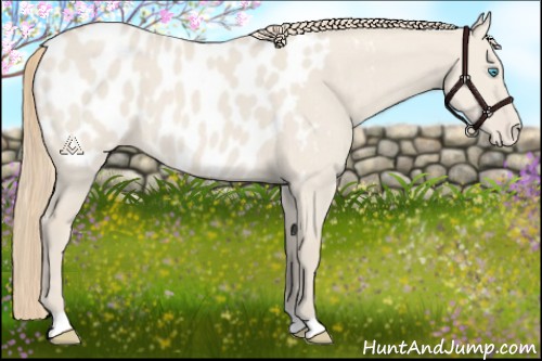 Horse Color:Smoky Creme Dun Appaloosa 