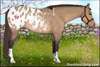 Horse Color:Bay Dun Appaloosa Rabicano 