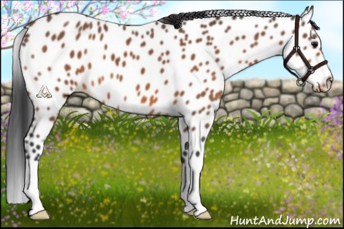 Horse Color:Bay Leopard 