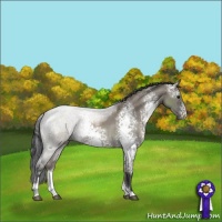 Horse Color:White Spotted Grullo Sabino