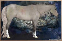 Horse Color:Silver Blue Roan 