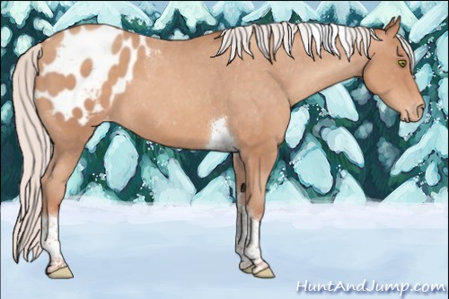 Horse Color:Silver Sable Champagne Sabino Tobiano Blanket