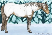 Horse Color:Chocolate Palomino Tobiano Near Fewspot 