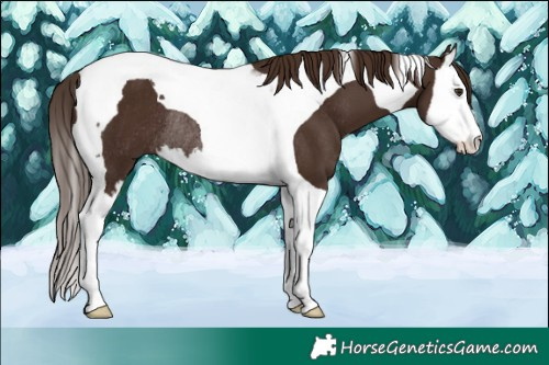 Horse Color:Liver Chestnut Splash Tobiano Rabicano 