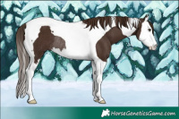 Horse Color:Liver Chestnut Splash Tobiano Rabicano 