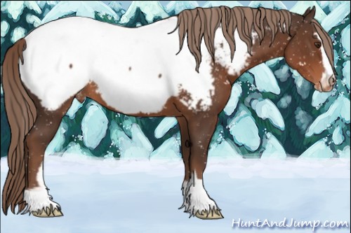 Horse Color:Liver Chestnut Sabino Appaloosa 