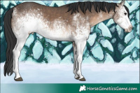 Horse Color:White Spotted Brown Dun 