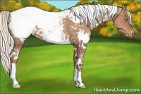 Horse Color:White Spotted Liver Chestnut Pearl Snowcap