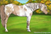 Horse Color:White Spotted Liver Chestnut Pearl Snowcap