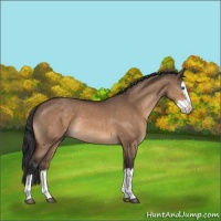 Horse Color:Bay Dun Sabino Splash Rabicano 