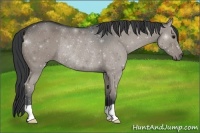 Horse Color:Grullo Rabicano 