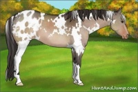 Horse Color:White Spotted Brown Dun Appaloosa 